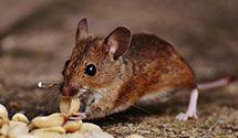24 Hour & Emergency Exterminators in Upper Allen, PA